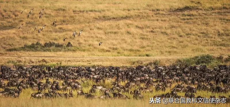 全球最后一头北方白犀牛去世,世界最后一只白犀牛什么时候死的