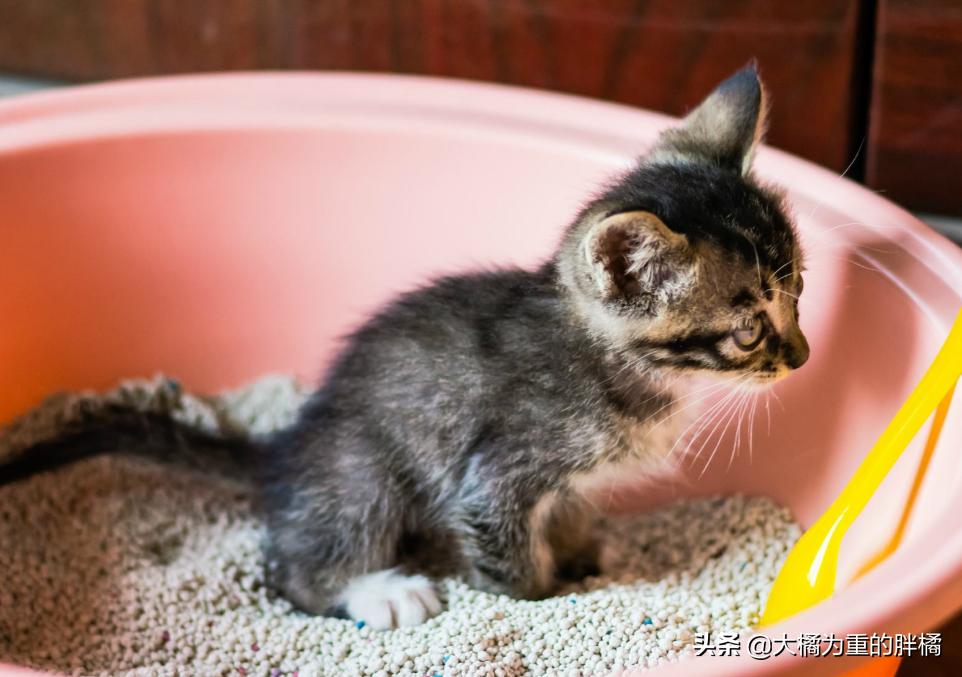 主人清理猫砂盆时,猫咪为什么喜欢在旁边看着?原来有这6个原因