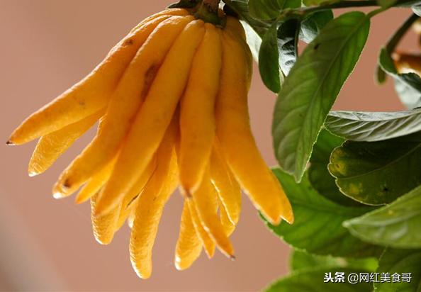 天下美食无奇不有大家有没有吃过,天下美食无奇不有