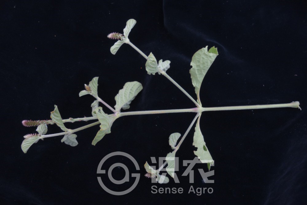 中草药土牛膝功效,每日一学草药土牛膝