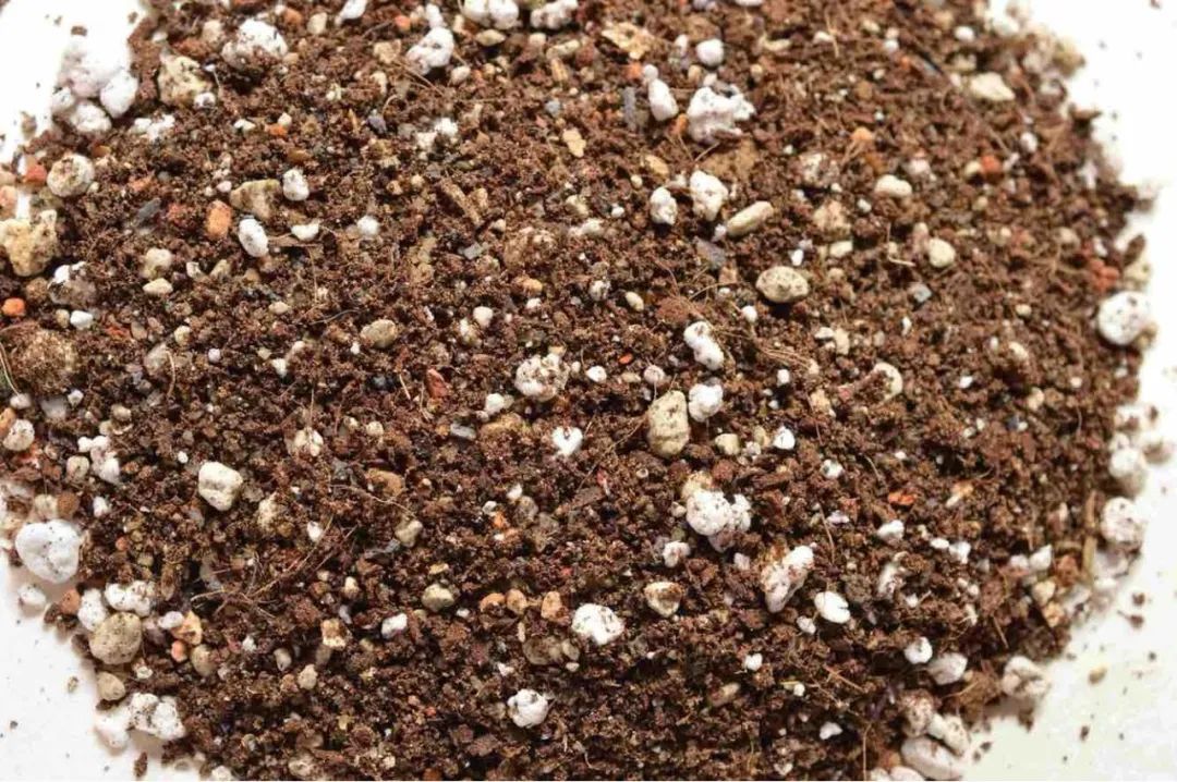 多肉植物怎样养新手入门篇,新手养多肉植物需要掌握的8点