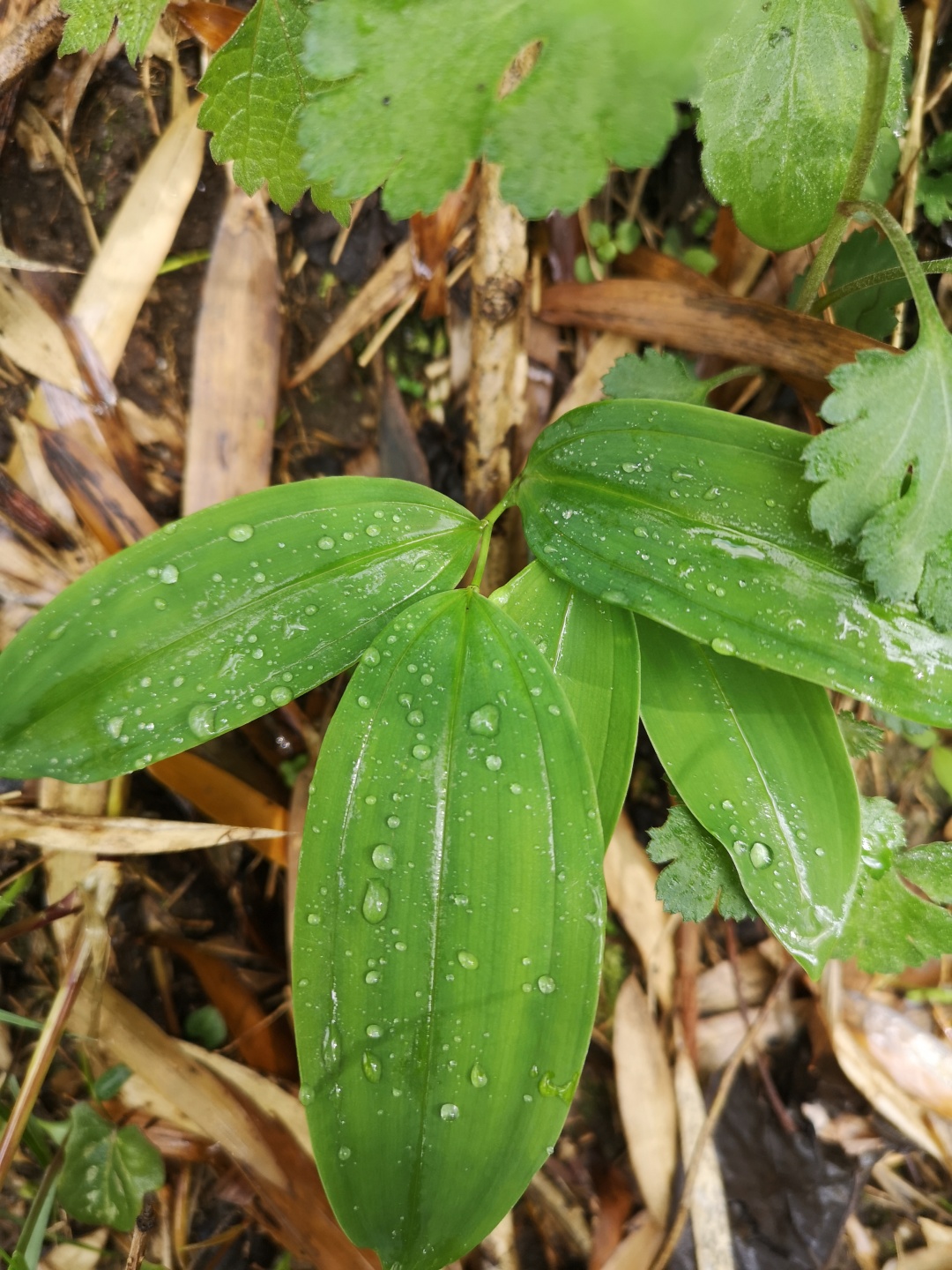 竹林深处探宝——只为了那一棵黄精