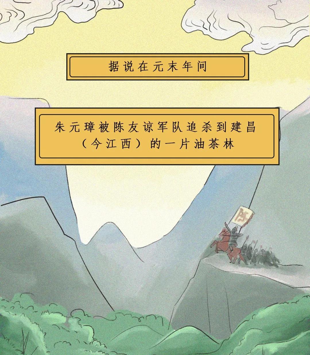 江西茶油树图片,江西茶油价格表