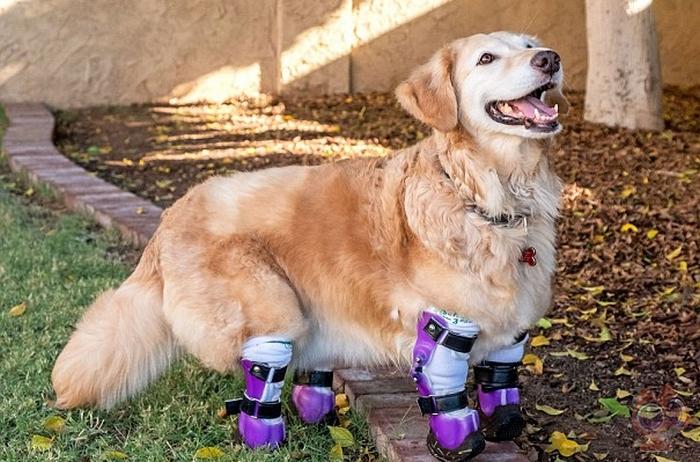 金毛的六大缺点你能接受几条,金毛常见知识大全