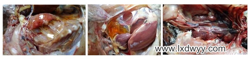 蛋鸡心包积液咋回事,蛋鸡心包积液用什么药治