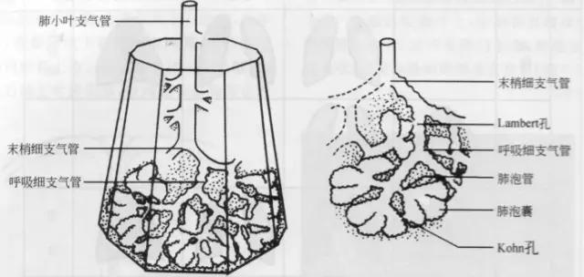 详细的胸部X线解剖，最基础最实用！