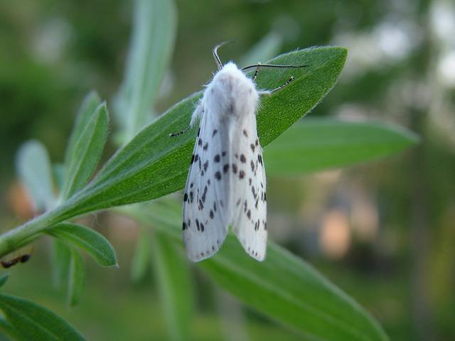 注意！今年辽宁这一虫害或波及180万亩林地