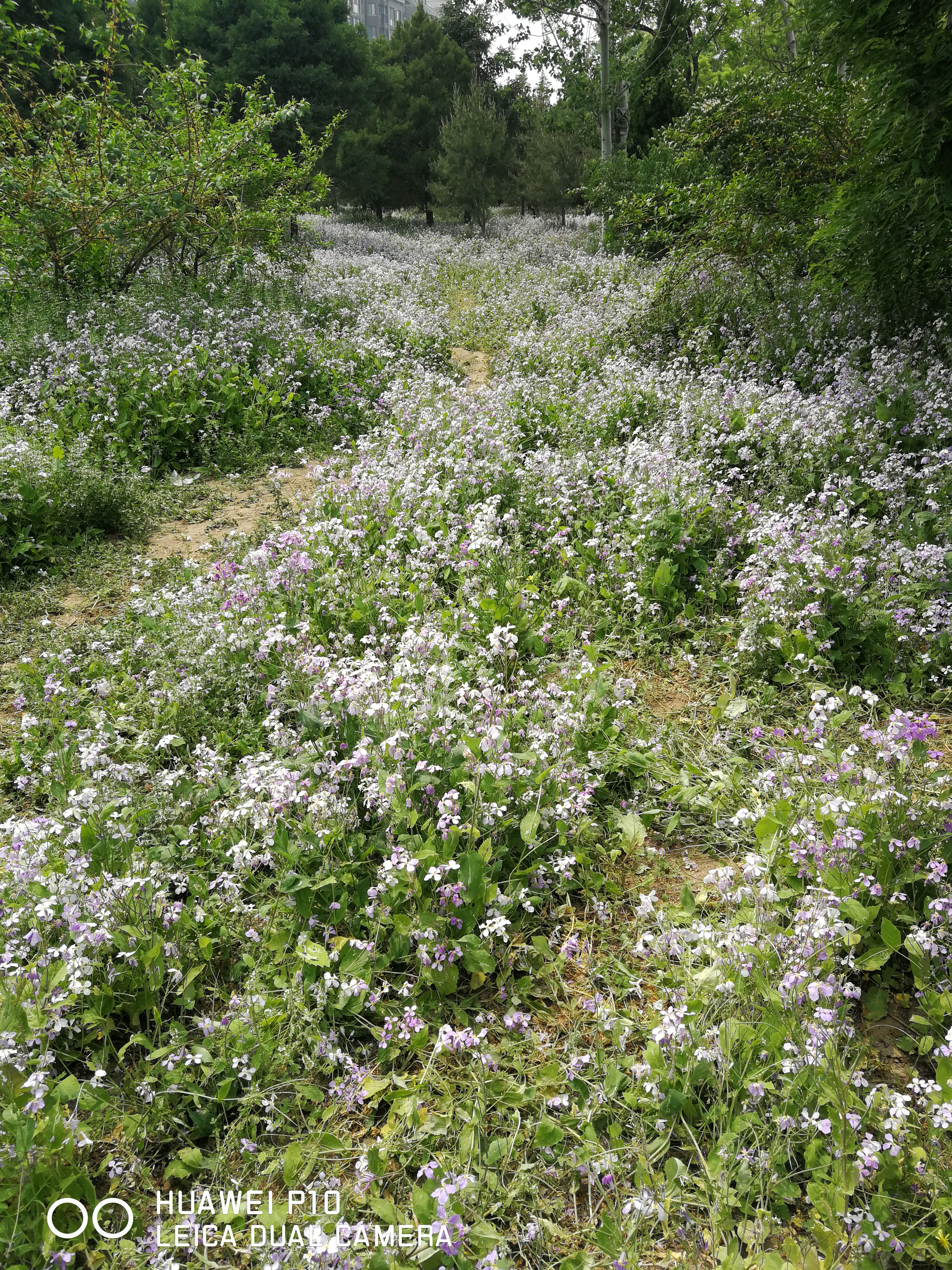 北京油菜花田风景,北京田村油菜花海全攻略