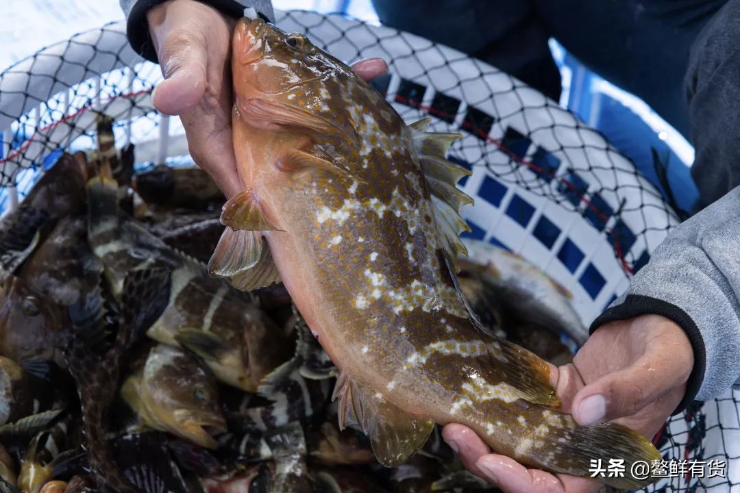 鳌鱼清蒸,鳌鱼清蒸做法窍门