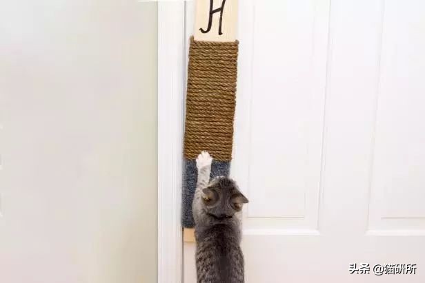 怎样挑选猫抓板,什么板材适合做猫抓板