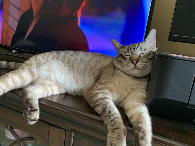 虎斑暹罗的鼻子是什么颜色的,虎斑暹罗猫咪多少斤需要减肥