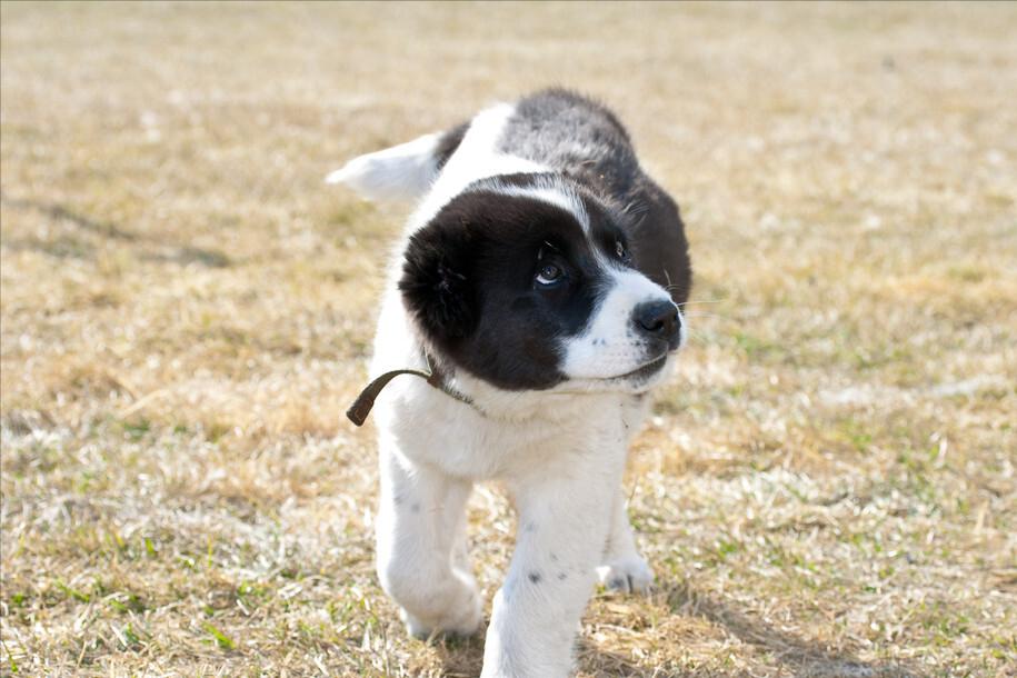 狗狗有哪些表现说明被你养熟了,狗狗有这些现象是把你当父母了