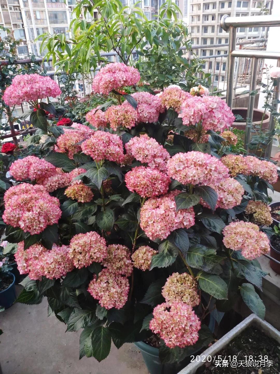 圆滚滚的绣球，瀑布般的花墙，这届花友也太会种花了吧