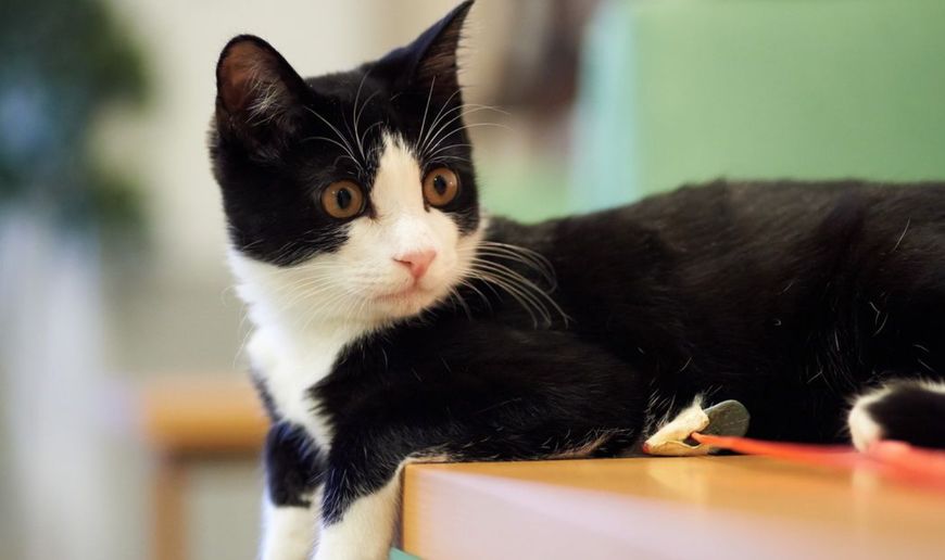 猫咪的眼睛颜色居然能决定性格,猫咪眼睛颜色竟然决定了它的性格