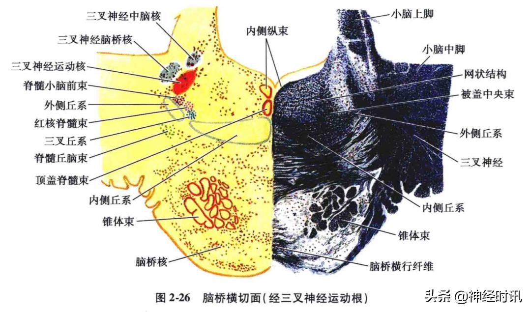 脑干解剖,脑干神经解剖
