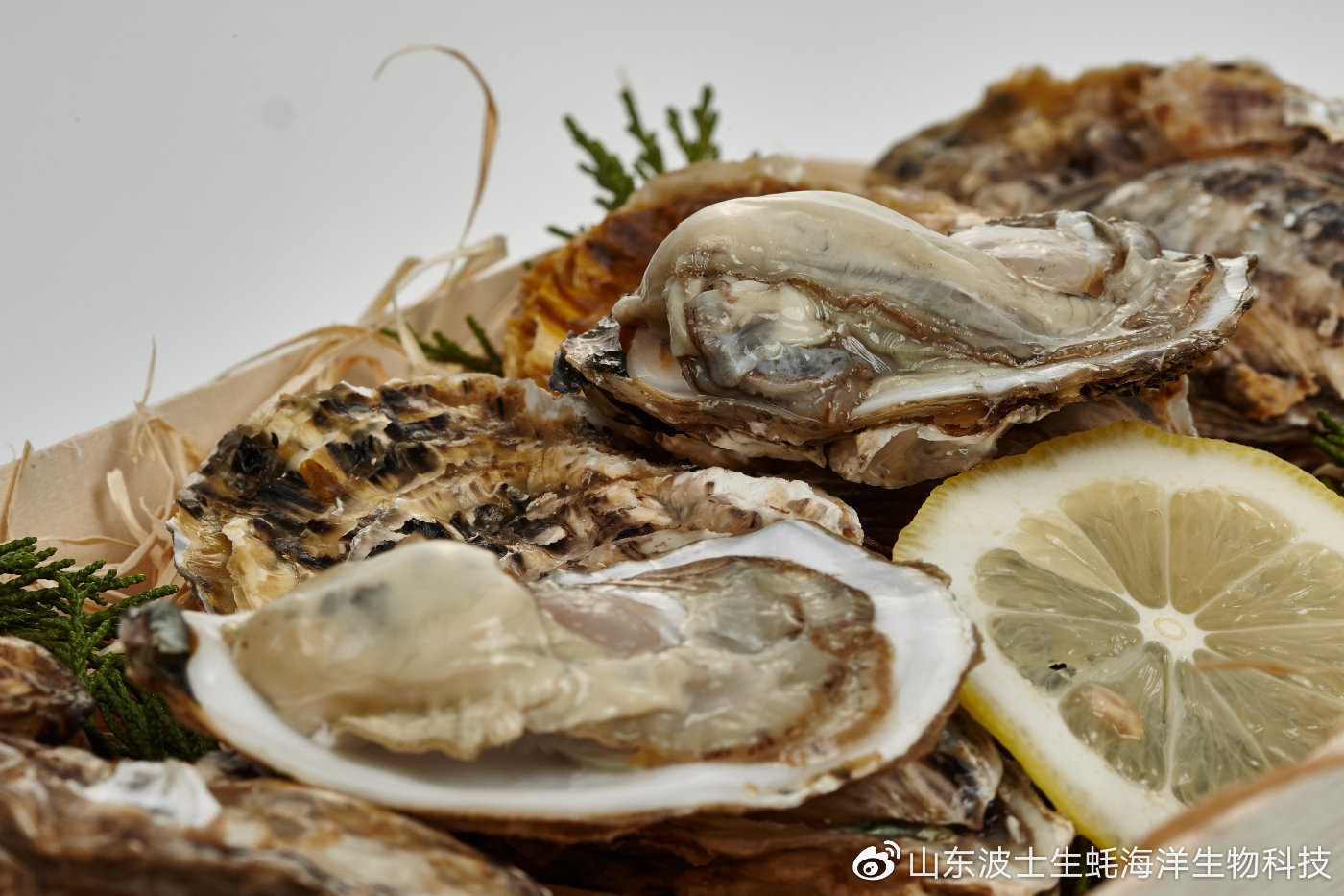 生吃生蚝怎么预防寄生虫,生蚝里的寄生虫吃什么药