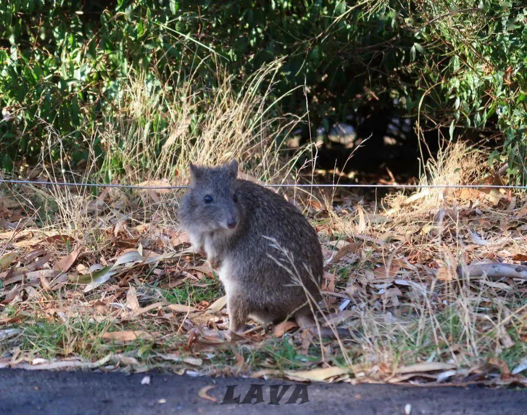 澳大利亚的野兔为什么会泛滥成灾,澳洲野兔泛滥成灾到底有多疯狂