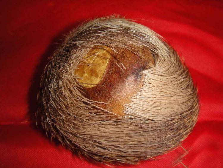 麝香水诱鱼效果怎么样,麝香诱鱼剂如何做