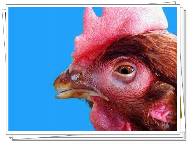 鸡一侧眼睛肿是怎么回事,鸡的眼睛瞎是什么引起的