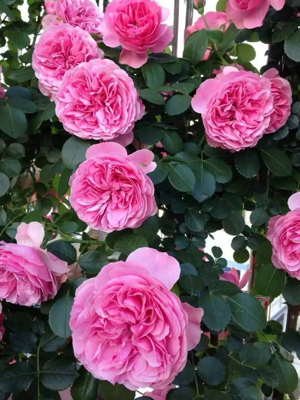 北方院子里种什么藤本月季,藤本月季院子