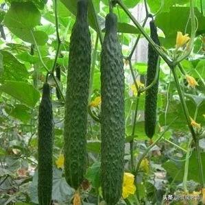 黄瓜育苗浇水正确方法,大棚黄瓜浇水技巧