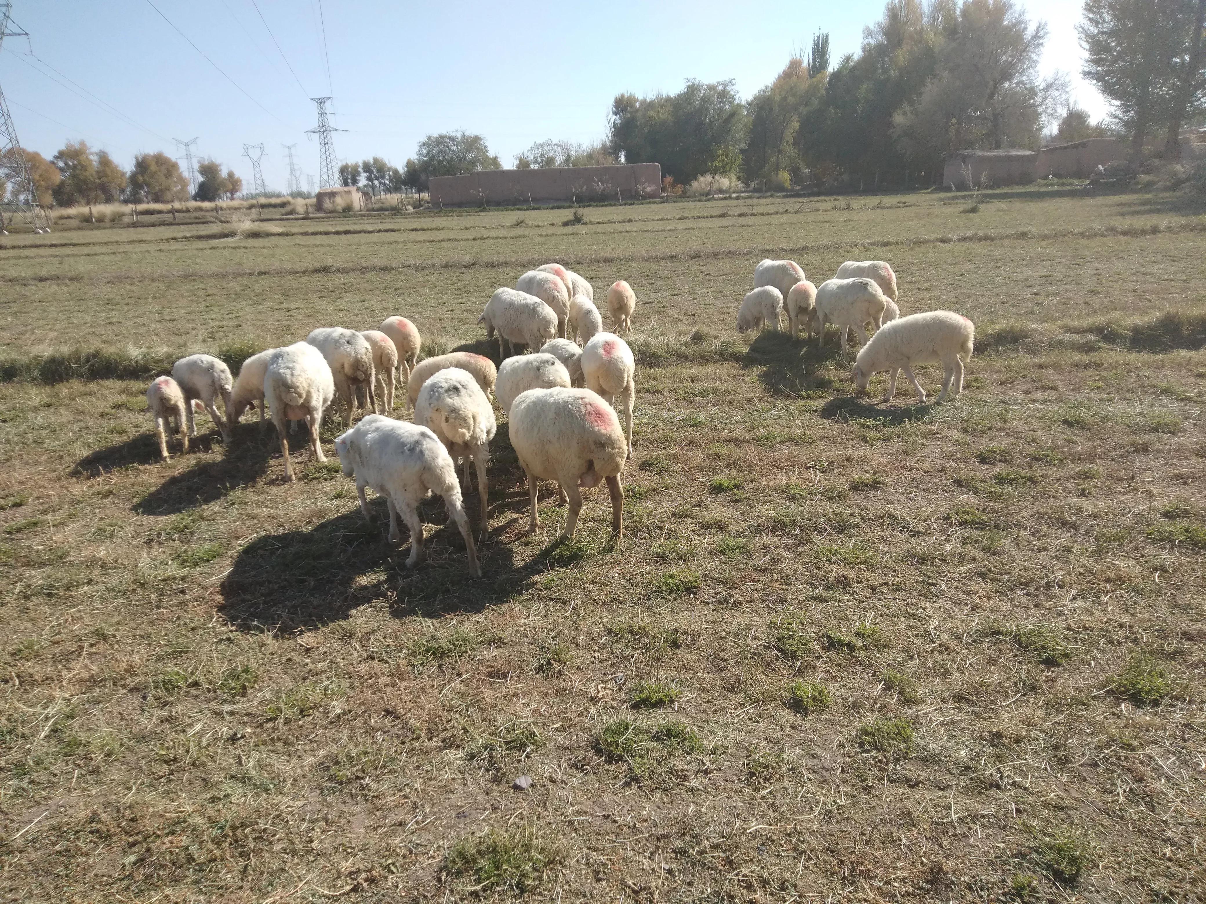 养羊十大关键技术知识,想养羊买什么样的羊更省钱更赚钱