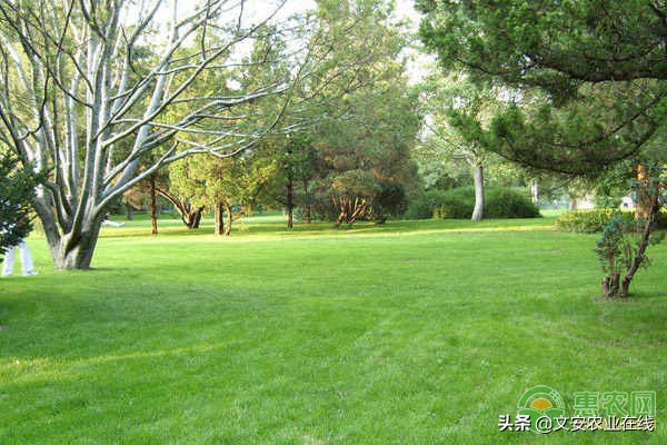 常见的草坪种子,草坪常见草种子有哪些