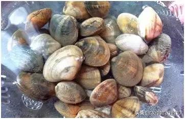 特色种养扶贫致富项目,扶贫养殖致富创业项目