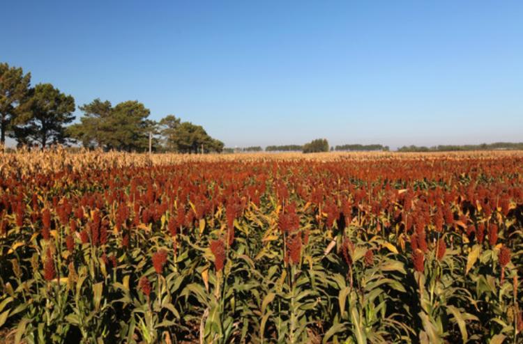 国内4款“好喝不贵”的粮食纯酿,行家从不放过,可惜很少人知道