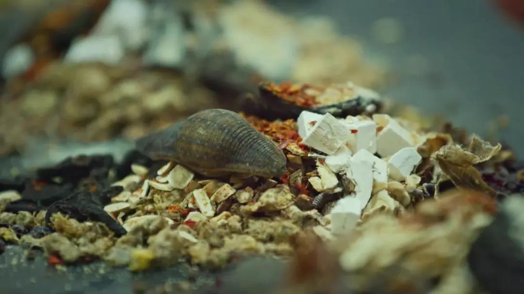 哪种蟑螂有药用价值,蟑螂药用价值是什么