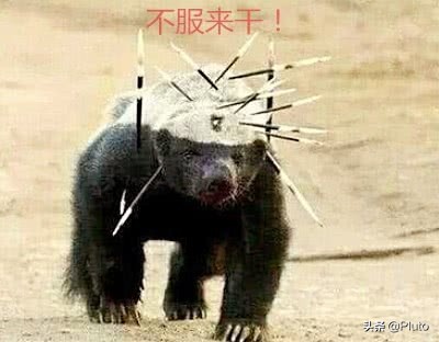 社会平头哥大战凶猛的比特犬,比特犬对战平头哥实战视频