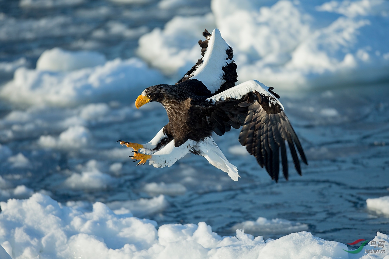 世界上最凶猛的鸟角雕,金雕最怕的天敌鹰隼捕杀金雕