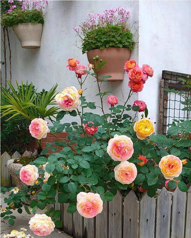 茎蜂危害的月季不剪会开花吗,月季如何防茎蜂