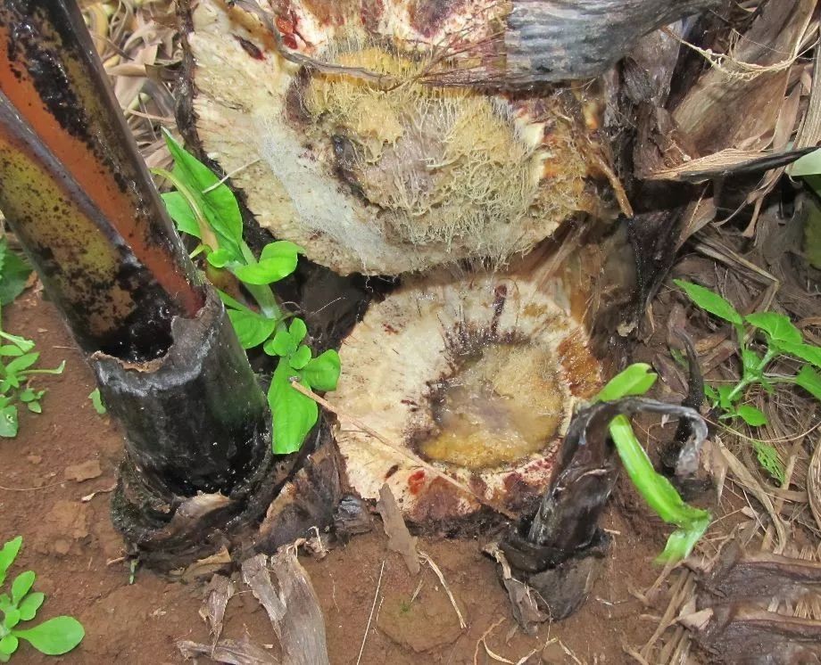 香蕉生病用什么药治,香蕉得了什么病要灭绝