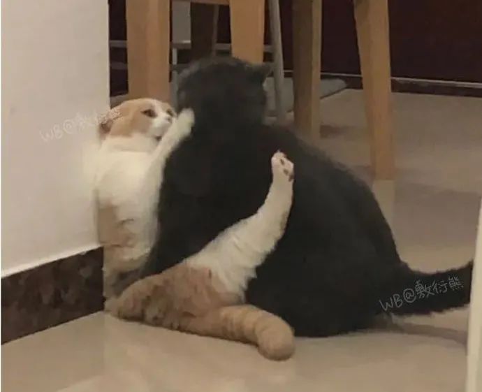 猫是只好猫，但被网友这么一弄…哈哈哈哈哈没脸见人了