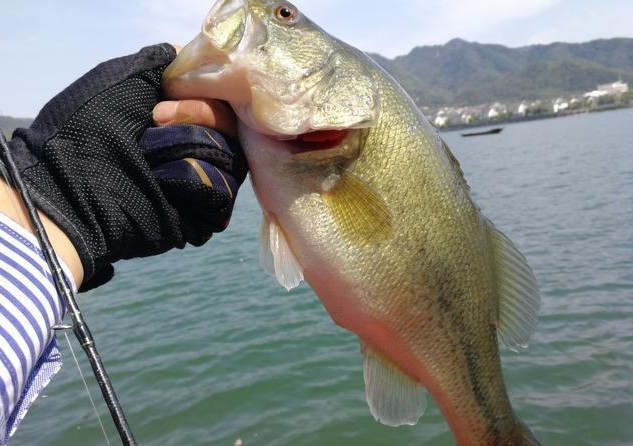 黑坑倒钓鲈鱼,黑坑鲈鱼倒钓和铅头钩哪个好