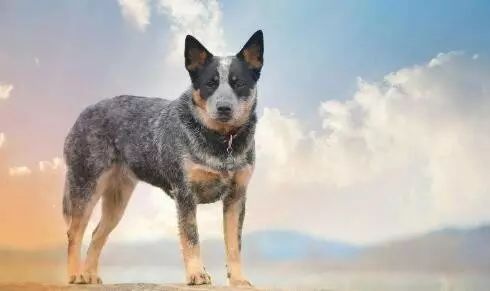 带猫做绝育猫会恨主人吗,女人带狗狗做绝育手术