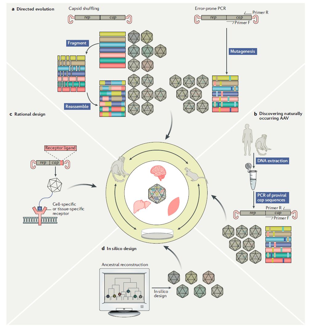 Nature基因新疗法,nature子刊基因组测序