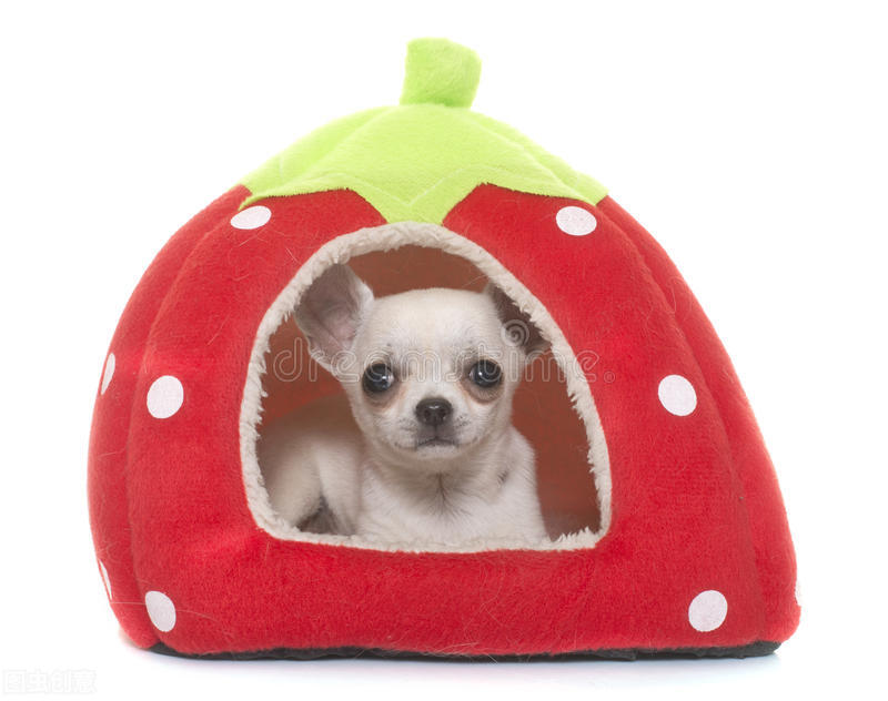 宠物狗狗瘟病怎么治疗最好,狗狗常见病的用药与治疗方法