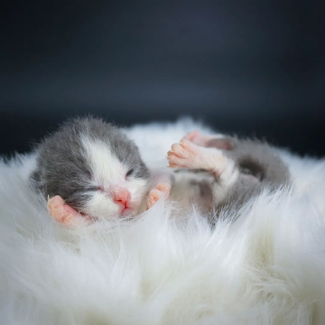 奶猫1个月怎么补奶,奶猫必备营养