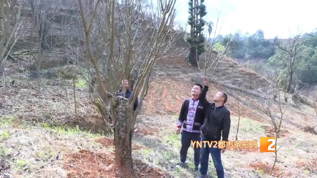 香椿萝卜条,香椿芽蒜薹