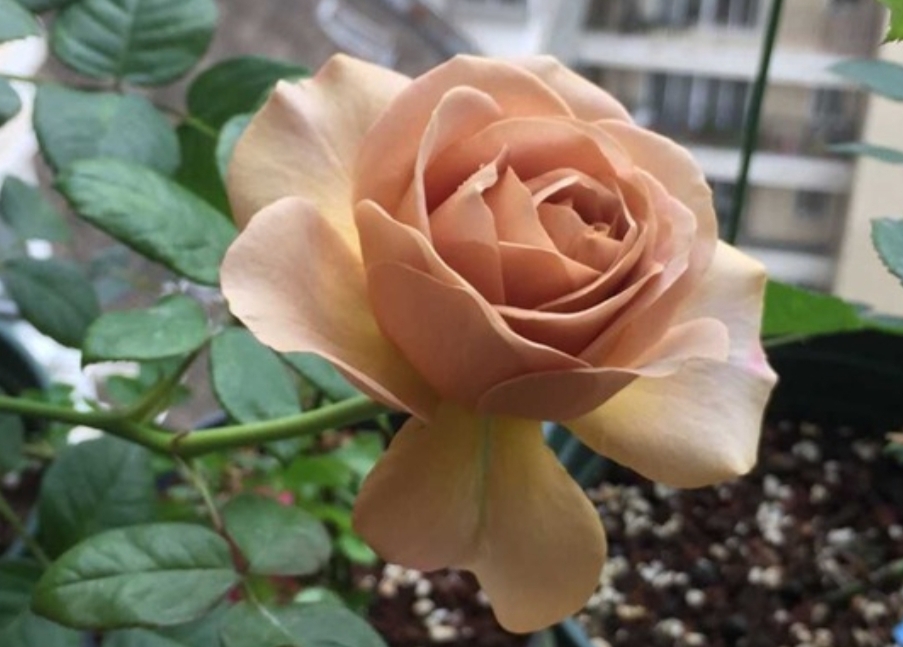 拿铁咖啡月季和流沙月季,拿铁咖啡月季和卡布奇诺月季