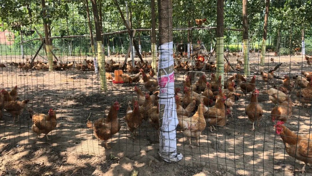 快递小哥建社区微信群，日卖2万枚土鸡蛋