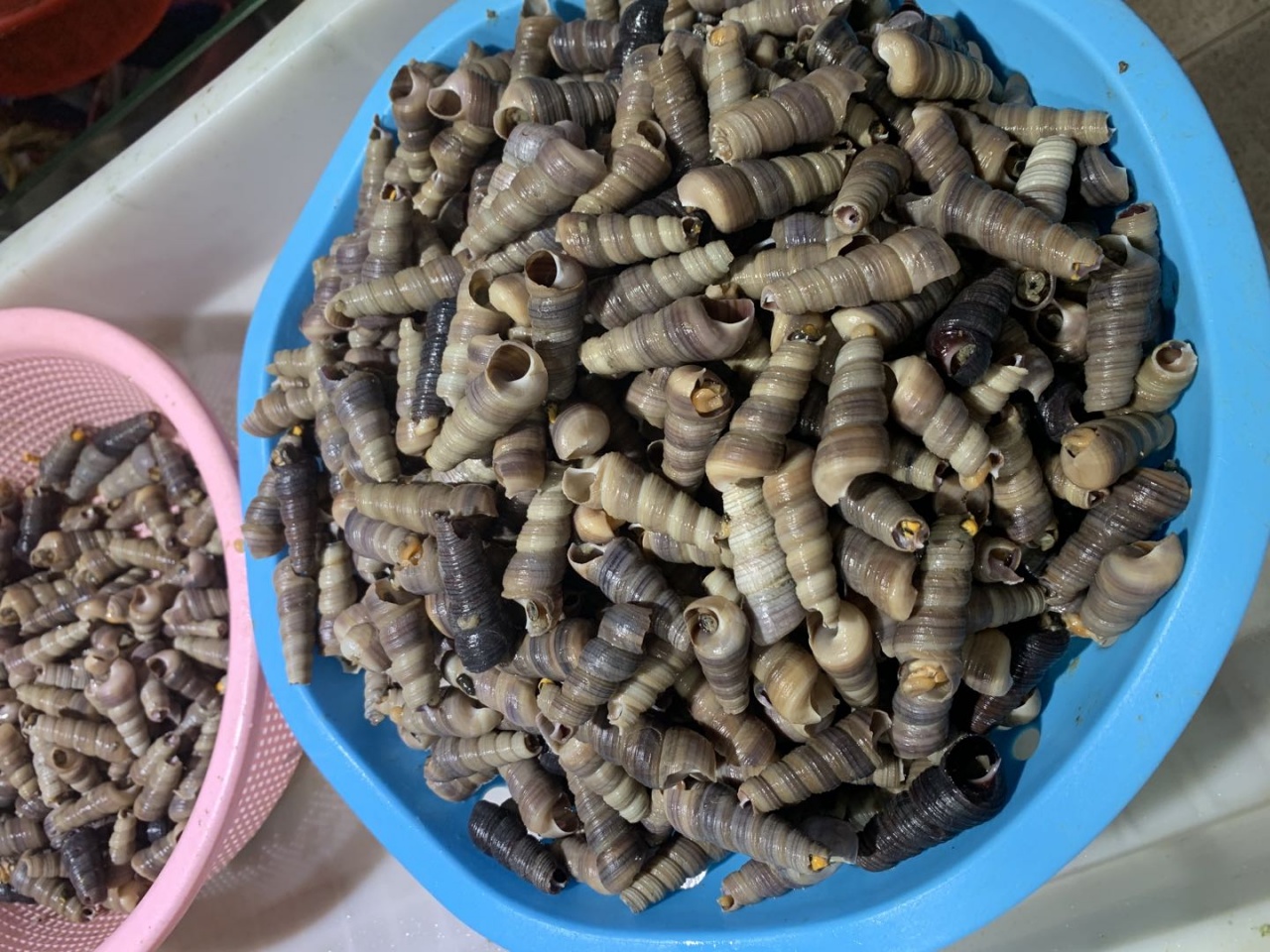 去北海在哪里买海鲜比较划算,北海的海鲜便宜还是防城港的便宜