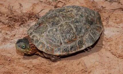 黄喉石龟图片大全,欧洲黄喉