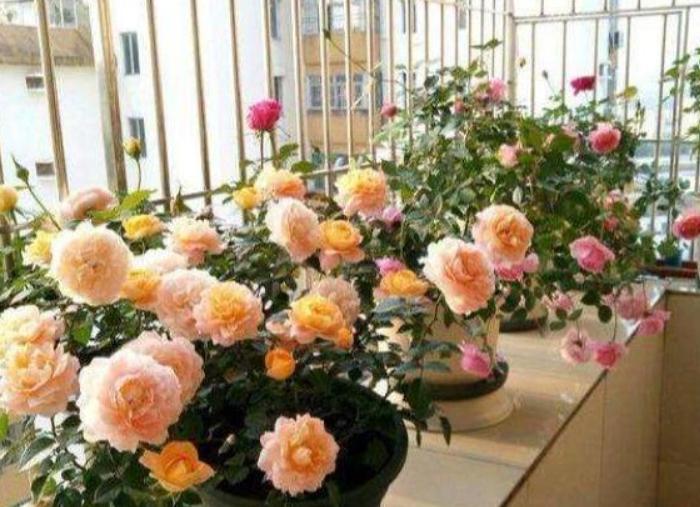 自制花肥酵素哪种最好,自己做酵素花肥怎么操作