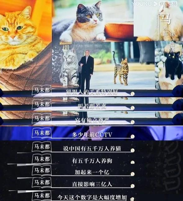 养猫人哭了 (朝九晚五适合养猫吗)