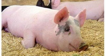 猪肛门脱肛的治疗方法,猪直肠脱出的原因及治疗方法