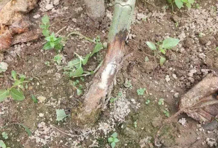 百香果茎基腐病是真菌还是细菌病,百香果基腐病喷多菌灵有效吗