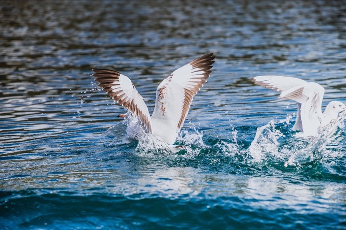 消失的地平线上的“香巴拉”和“女儿国”（二）